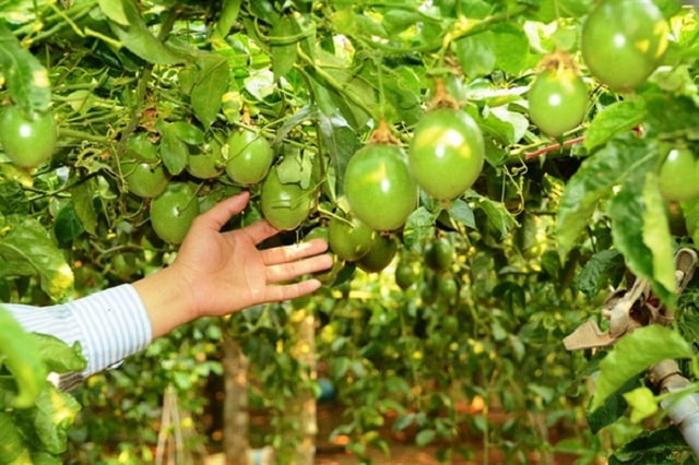 Chia sẻ kỹ thuật trồng cây chanh dây giống Đài Loan hiệu quả