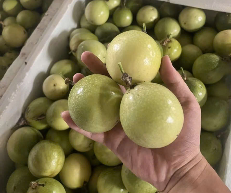 Chanh dây vàng có khả năng thích nghi tốt với môi trường